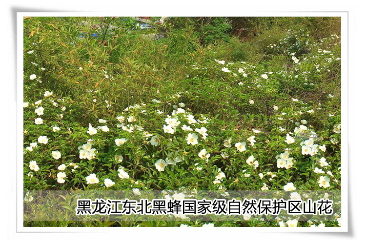 黑蜂成熟蜜 野生黑蜜 纯天然成熟蜜 清热解毒 12g*20瓶礼盒装_7