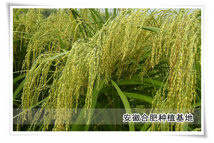 乌衣红 金玉琼 125LM瓶装_7