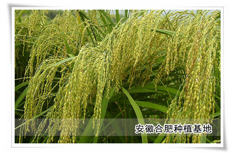 乌衣红 金玉琼 2.5L桶装_5
