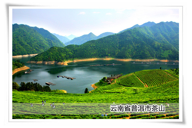濮龙 浓缩普洱茶礼盒 浓缩精华 纯天然 _12