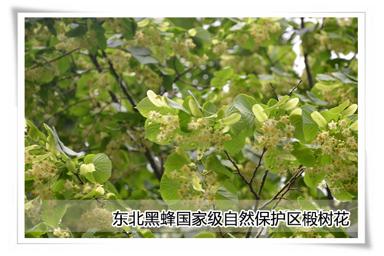 黑风雪蜜 有机蜂蜜 结晶蜜 纯天然 增强免疫 12g*20瓶礼盒装_8