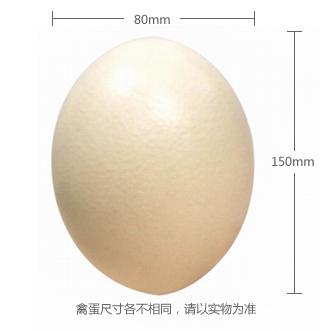 非洲鸵鸟蛋  两枚装