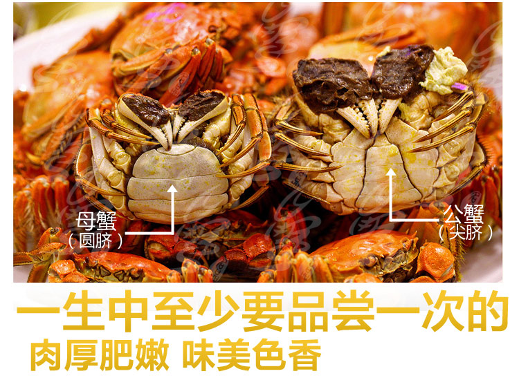 阳澄湖大闸蟹 蟹名品 豪华礼盒10只装 5699_1