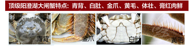 阳澄湖大闸蟹 蟹名品 豪华礼盒10只装 5699_5