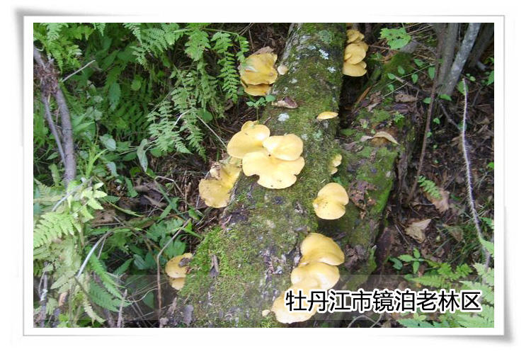 龙宝山珍礼盒_19