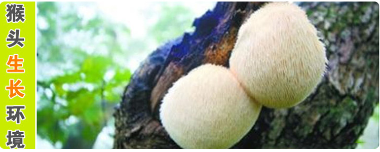 龙宝山珍礼盒_23