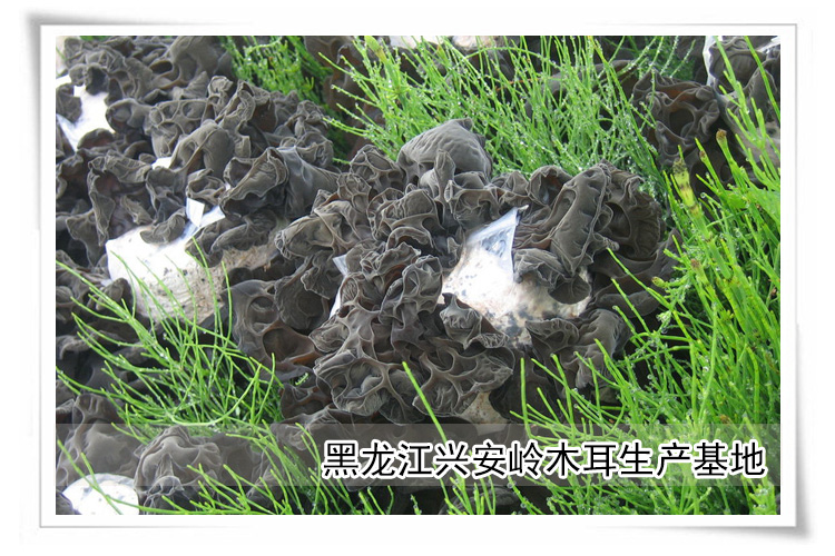 森王有机秋木耳 森王秋木耳 东北特产 野生黑木耳 肉厚无根 168g_5