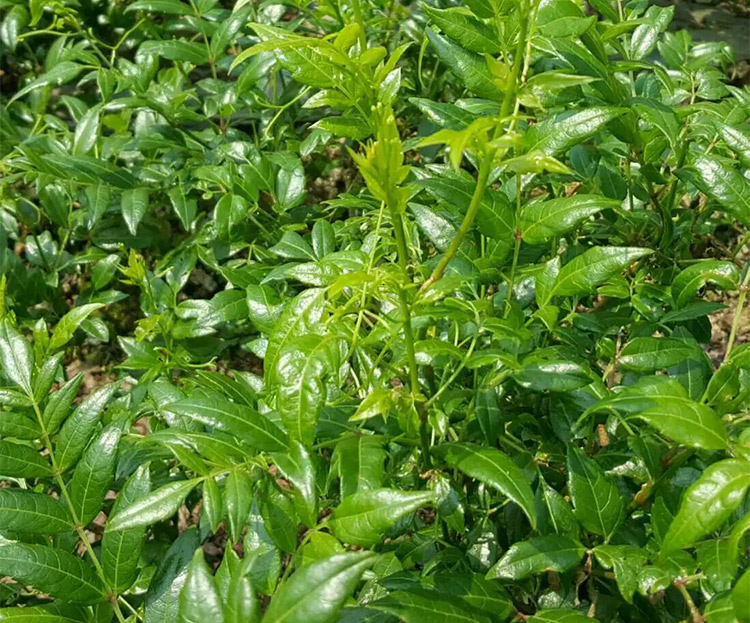土家贡莓茶 50g*4_2