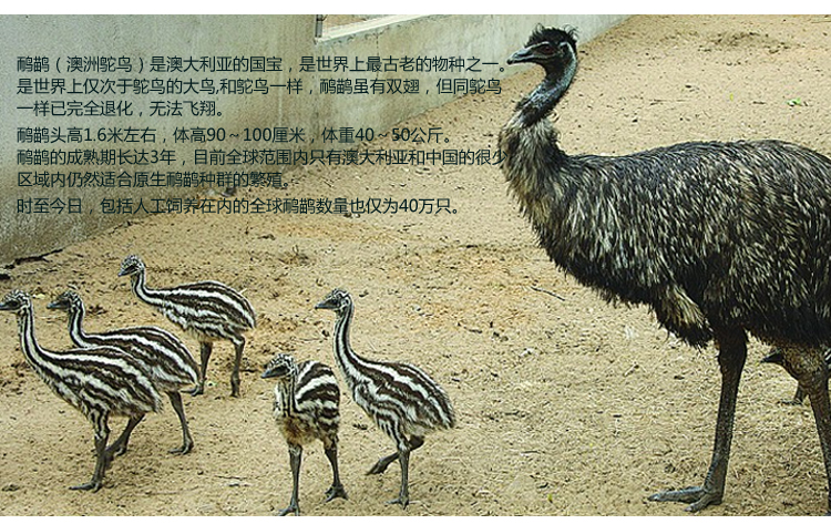 澳洲鸸鹋蛋（鸵鸟蛋）珍奇礼品 鸸鹋蛋礼盒 _10