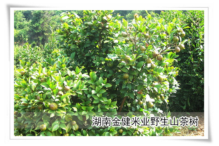 野生山茶油 压榨一级 纯天然冷榨油 有机山茶油(礼盒)_11