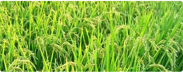 金健 米胚油 纯天然食用油 非转基因米胚油 有机食用油_7