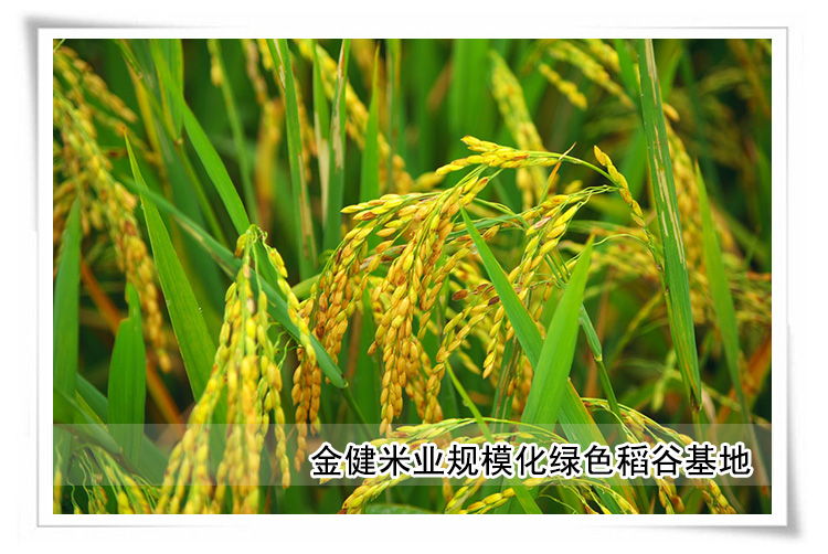 金健米胚油礼盒 750ML*2盒装_8