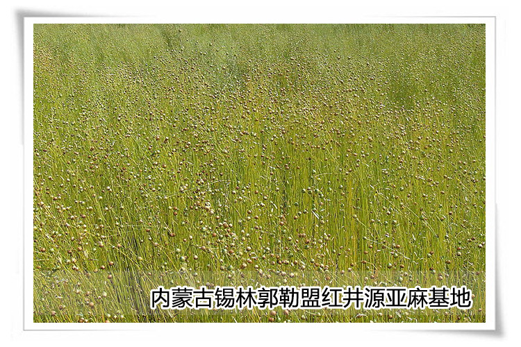 胡麻油 调味油 营养驻颜 爱心帮 1.8L瓶装_4