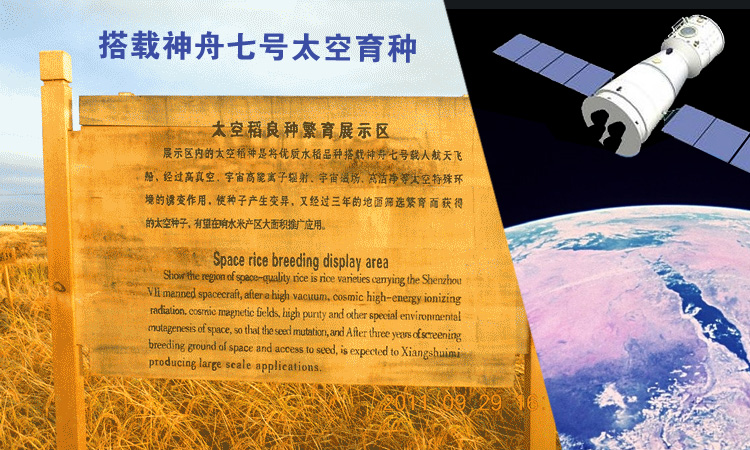 五朝御贡石板米 黑龙江大米 响水大米 石板米 特色礼盒5000g盒装_2