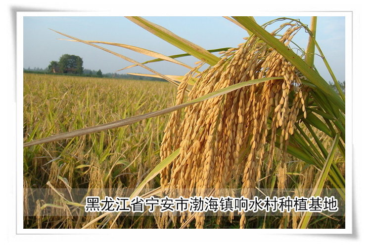 五朝御贡石板米 黑龙江大米 响水大米 石板米 特色礼盒5000g盒装_5