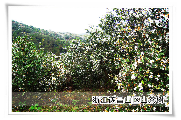 纳福尔山茶油 特色礼盒 植物油 精品油 500ML*2盒装_6