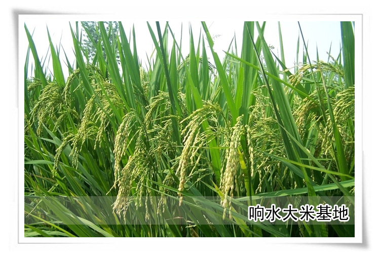 响水石板米田响 响水石板米金响玉响水大米 东北大米 纯正五常大米 香糯适口 5K黄礼盒5KG黑礼盒_7