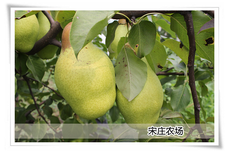 有机梨礼盒 新鲜水果 优质丰水梨 农场直供 水果配送_6