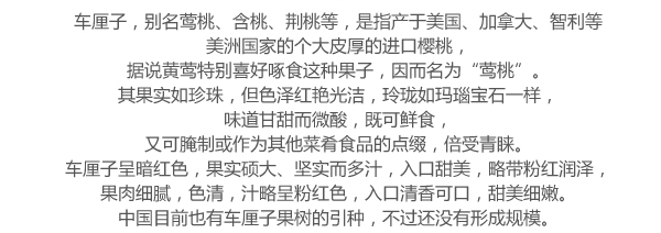 美国车厘子 有机水果 进口车厘子 减压抗辐射 水果配送 10斤/箱 _1