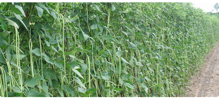 有机豇豆礼盒 有机蔬菜 农家自种 农场直供 蔬菜配送 4斤装_0