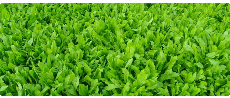有机油麦菜礼盒 有机蔬菜 鲜嫩清香 农场直供 蔬菜配送 4斤装_0
